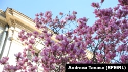 Королева аромата: цветение магнолии в Бухаресте (фотогалерея)