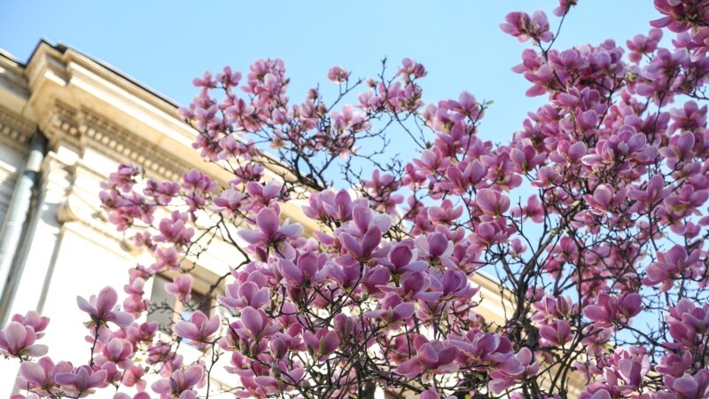 Королева аромата: цветение магнолии в Бухаресте (фотогалерея)