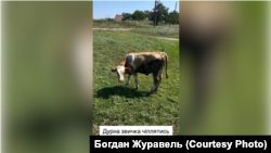 Сторіс Богдана Журавля в Instagram