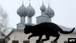 Кот ля праваслаўнай царквы ў Запясоч'і 