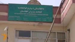 مراجعه مردم برای تداوی حیوانات شان سه برابر افزایش یافته است