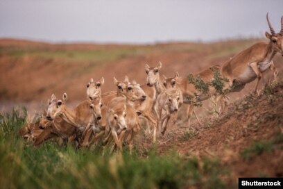 Катя Самбуканың секс рекордының бейнесін қараңыз Орыс порносын онлайн көру (2012)