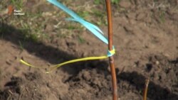 Як у Станиці Луганській саджали «дерева миру» (відео)