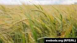 Пшаніца, ілюстрацыйнае фота 