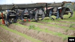 Илустрација: Сезонски работници од Русија работат на нива со моркови во Германија