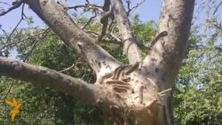 Орды шэра-карычневых вусеняў наступаюць