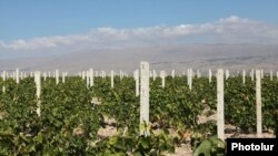 Armenia - A large vineyard in Armavir province, 15Oct2012.