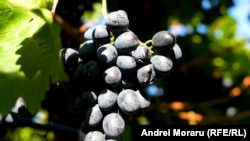 Рішення уряду є відповіддю на повну заборону експорту українського м’яса птиці до Молдови з січня