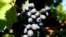 Moldova, The heavy rains have compromised the harvest of table grapes