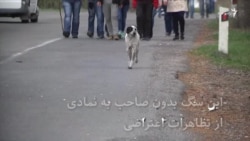 سگ معترض در ارمنستان
