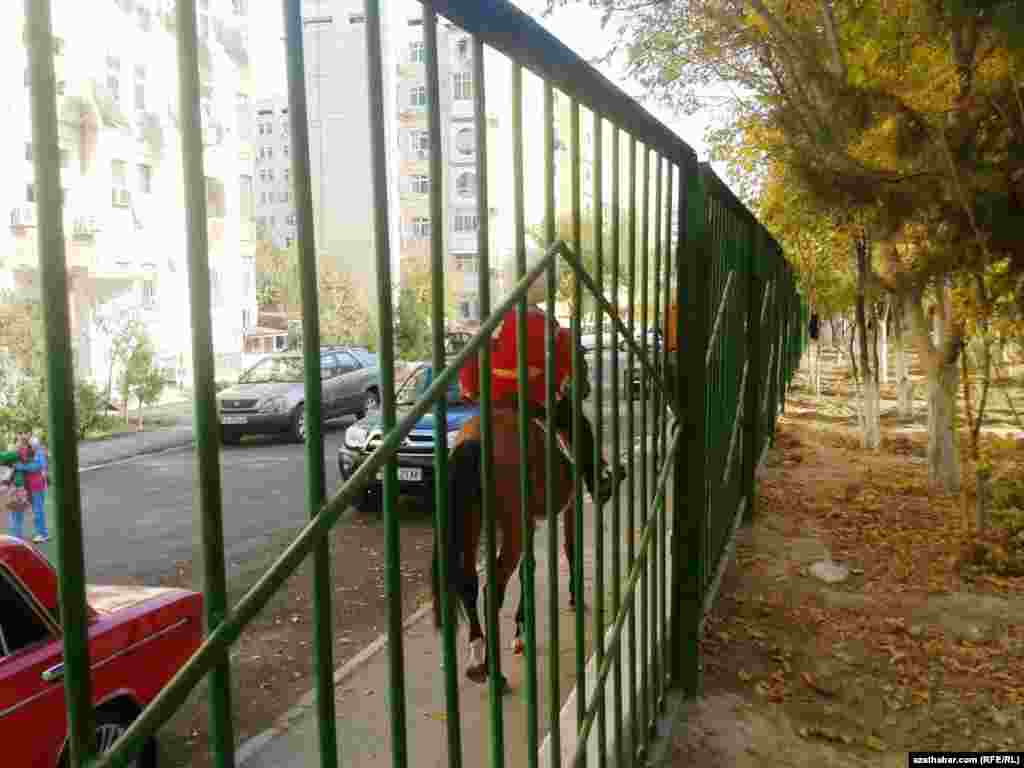 Aşgabadyň Parahat mikroraýonyna gelen atçapar