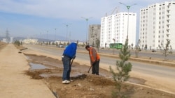 Häkimiýetler mekdep okuwçylaryny, talyplary we býujet işgärlerini agaç ekmäge mejbur etdi