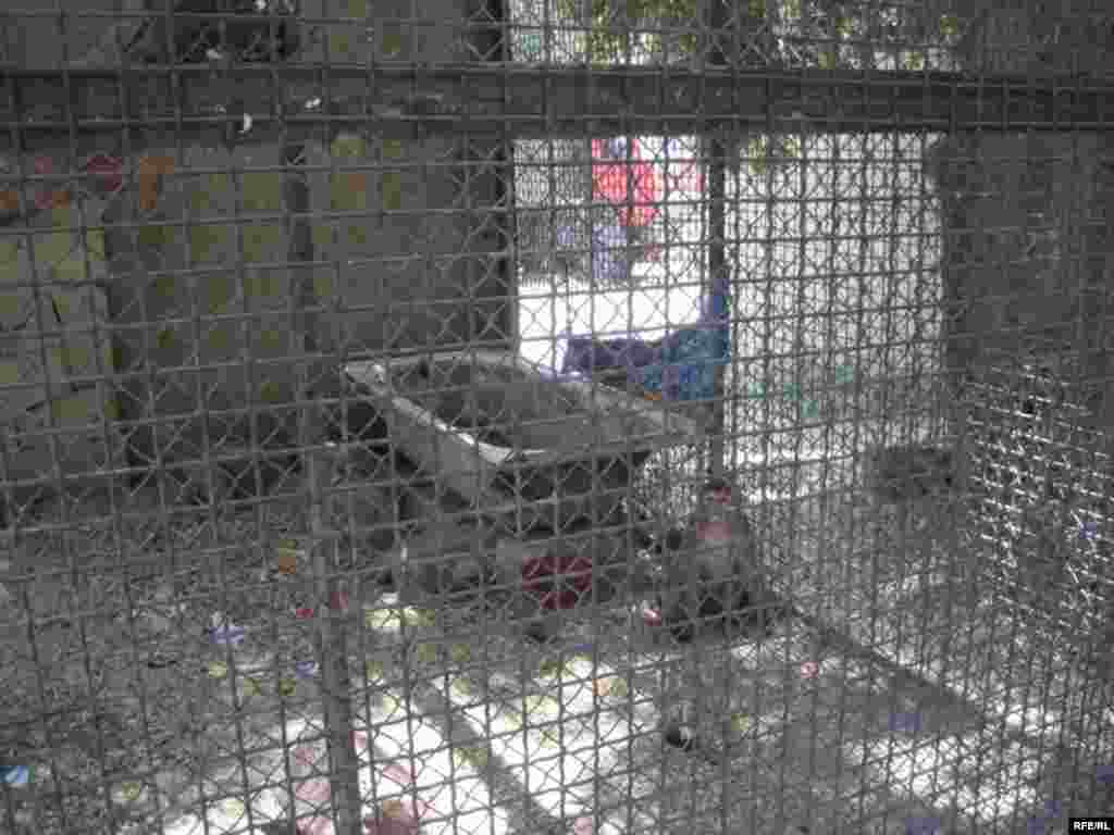 Zoopark "əhli" və yay istiləri #12