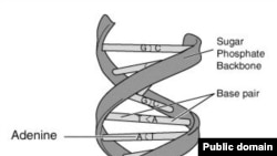 Структура ДНК. Нежелательное воздействие антидепрессантов отчасти предопределено генетически