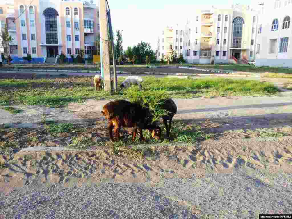Türkmenabat şäheriniň merkezindäki goýunlar