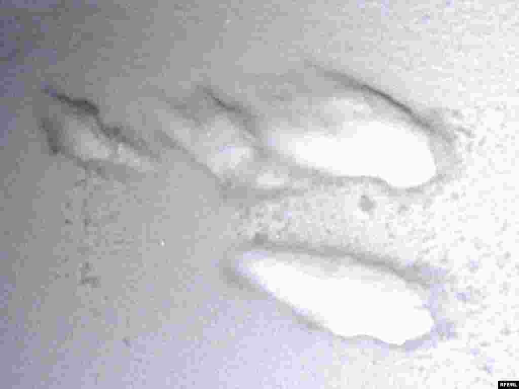 Куян салган яңа эзләр. - Куян салган яңа эзләр.