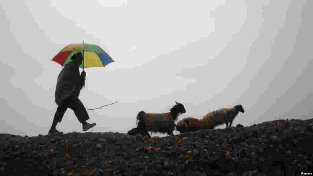 An Afghan shepherd guides his sheep on a rainy day in Jalalabad Province. (Reuters/Parwiz)