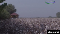 Uzbekistan - cotton field in Andijan region, 8 October 2014