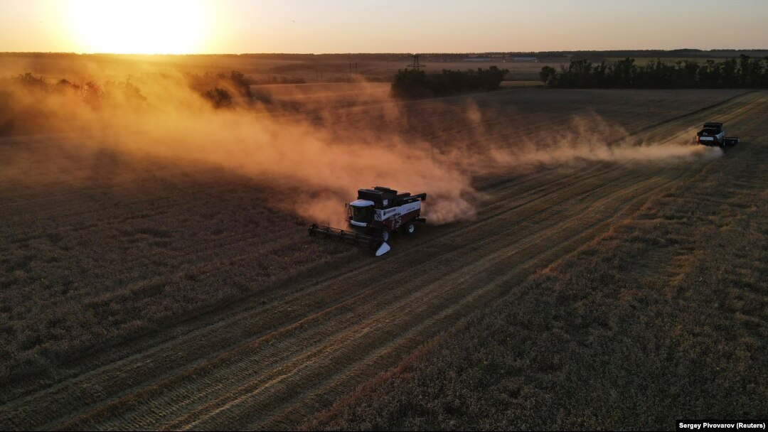 Combines harvest wheat in a field near the village of Nedvigovka in Russia's Rostov region.