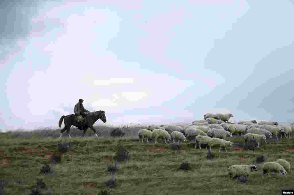В начале сезона пастухи, или, как их здесь еще&nbsp;называют, чабаны, ведут отару овец в опасное путешествие через горы и ущелья Кахетии.