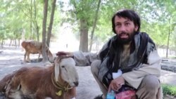 په بغلان کې يو پسه په نشه‌يي موادو روږدی شو
