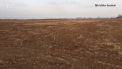 МИРИШКОР – "Ҳоким 20 гектар узумзор ва 14 гектар ўрикзорни буздириб ташлади"
