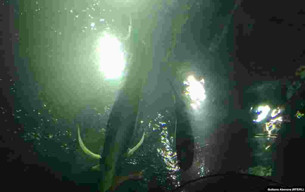 В данный момент в океанариуме обитают 13 акул: акулы-няньки, черноплавничные, белоплавничные, кошачьи, лимонные. Последние &mdash; самые агрессивные и опасные. Астана, июнь 2018 года.