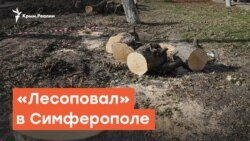 Вырубка деревьев в Симферополе | Радио Крым.Реалии