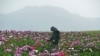 یک دهقان افغان در حال برداشت تریاک از مزرعه‌ی خشخاش در حومه‌ ولسوالی فیض‌آباد در ولایت بدخشان دیده می‌شود. 