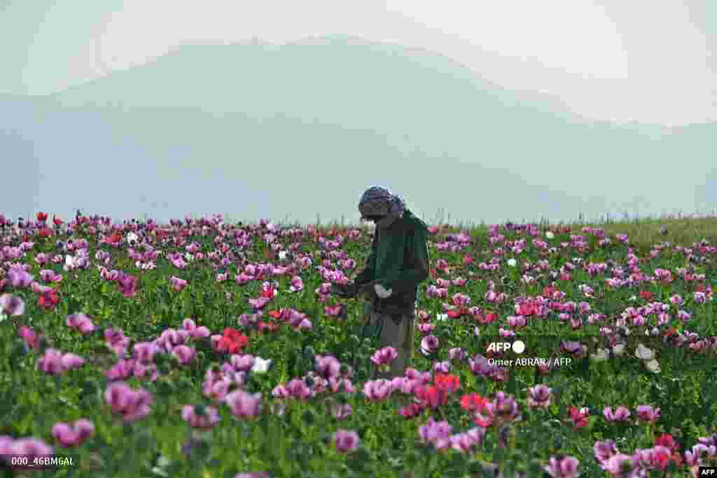 An Afghan farmer harvests opium from a poppy field on the outskirts of Faizabad district in Badakhshan Province.