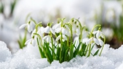 Умырзая – подснежник