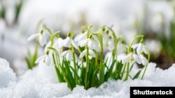 Умырзая – подснежник