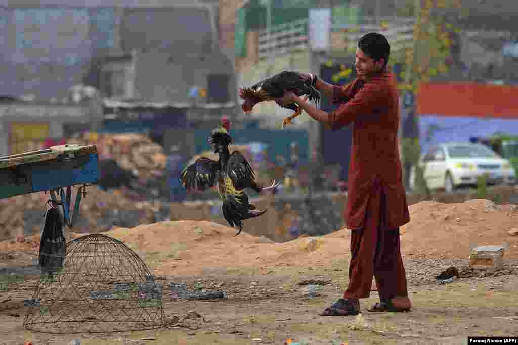Мужчина играет с петухами в Равалпинди, Пакистан
