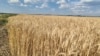 Поле зерновой культуры в Белогорском районе АР Крым. 26 июня 2026 года