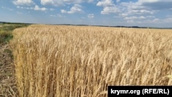 Поле зерновой культуры в Белогорском районе АР Крым. 26 июня 2026 года