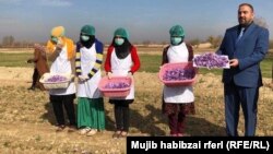 د بلخ د زعفرانو د حاصل یو انځور