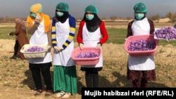 په بلخ کې زعفران