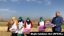 AFGHANISTAN -- Afghan women harvest saffron flowers in a field on the outskirts of balkh province زعفران بلخ