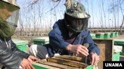 Bee keepers in Afghanistan