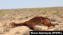 Погибшая от голода лошадь. Село Акшымырау Мангистауской области, 15 июля 2021 года