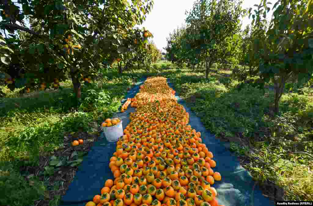 Göyçayın Bığır kəndi öz narı və xurması ilə tanınır.