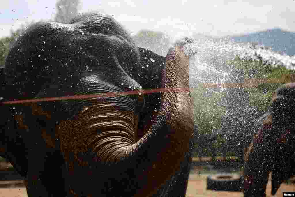 Asian elephants in a zoo in Sofia are sprayed with water to cool down during a heatwave in the Bulgarian capital.