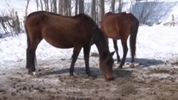 Нарын: жылкы заводдун кейиштүү абалы