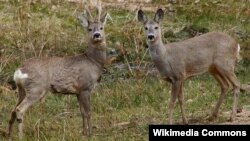 Cüyür, illustrasiya