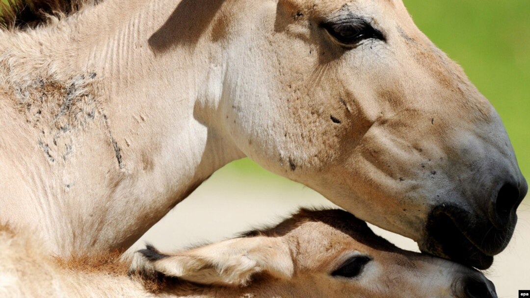 Ашық құлан Ашық құлан