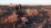 Охота за ослиными шкурами в Казахстане