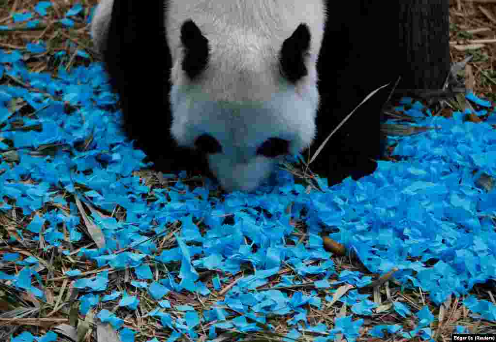 Szimatolja a kék konfettikat Kai Kai, a szingapúri River Safari óriáspandája, akinek a héten volt a 14. születésnapja. Az ünnepségen azt is bejelentették, hogy him pandabocsot vár