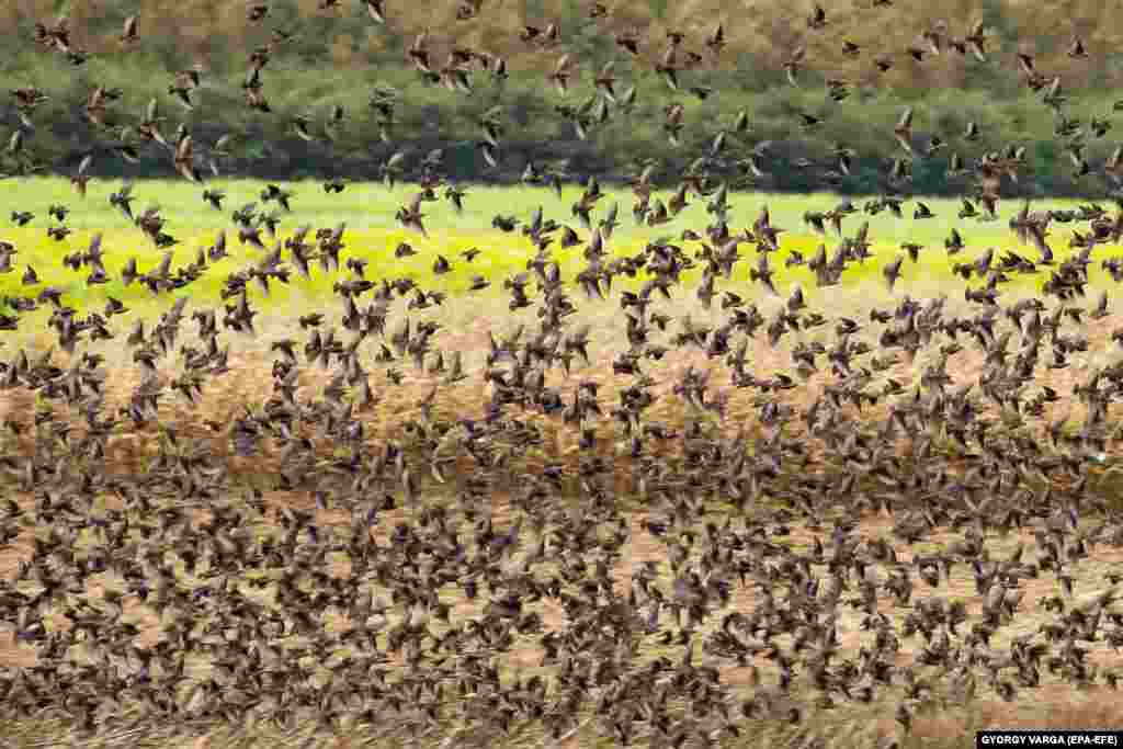 A flock of starlings looks for food over a field of reaped sunflowers near Inke, Hungary. (epa-EFE/Gyorgy Varga)