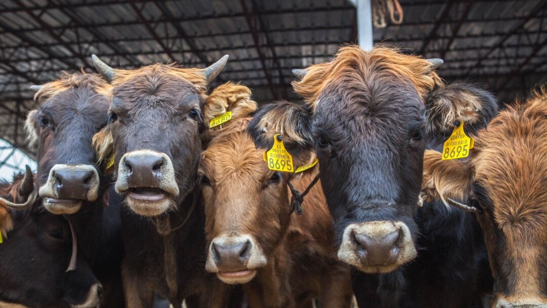 Оның кездейсоқ оның ішіне кіргенін қараңыз Архиепископ Гурий бейнені сорды