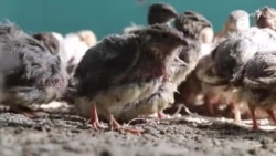 د مړزانو د تولید افغاني ماشین